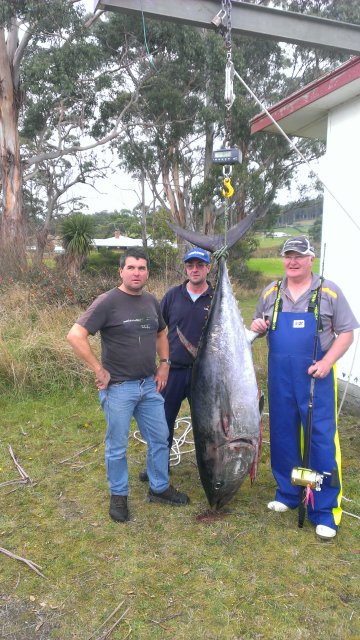 ANGLER: Archie Cashion SPECIES: Southern Bluefin Tuna WEIGHT: 88.2 kg. LURE: JB Lures, Carnival Micro Dingo